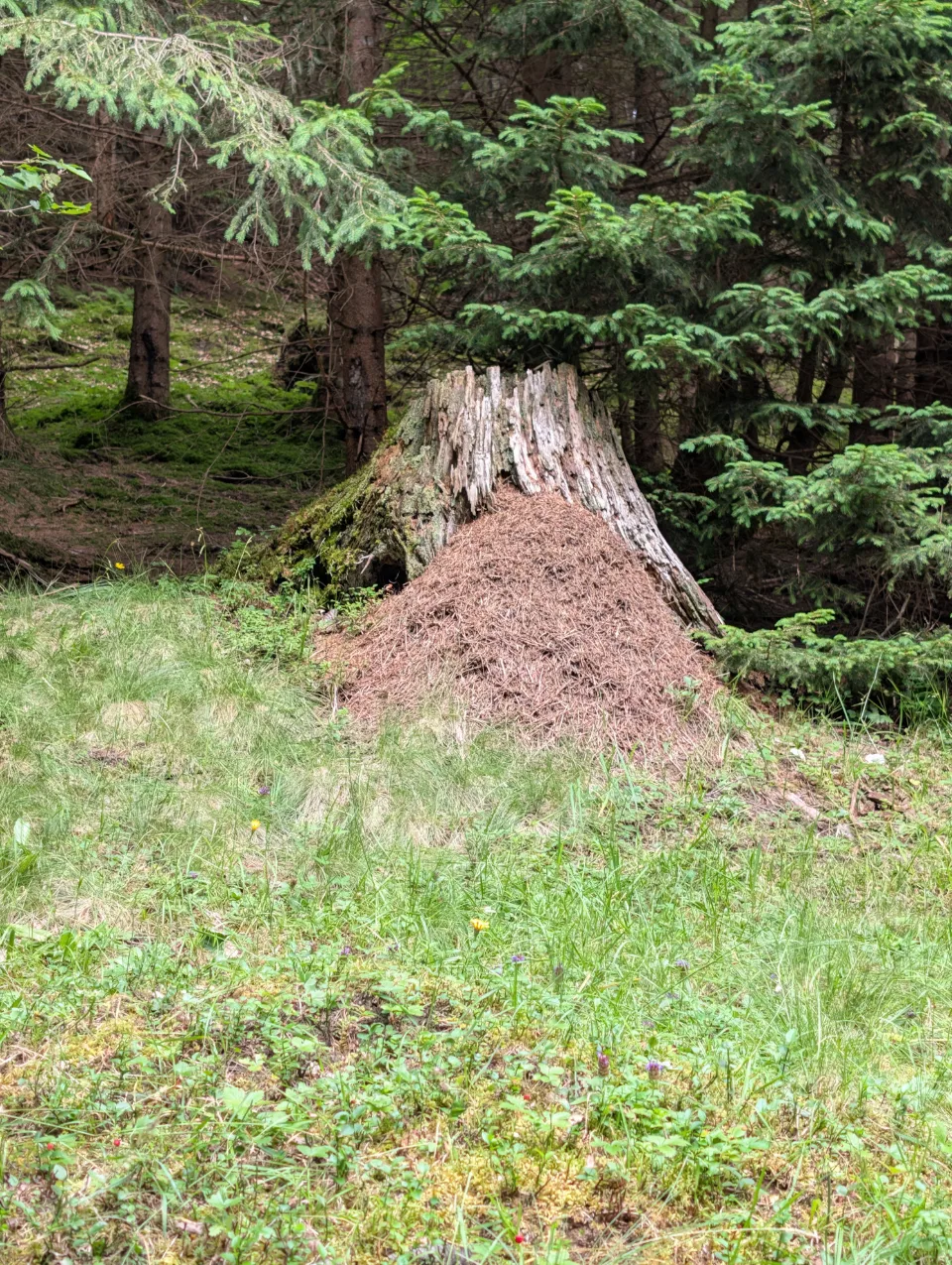 Großer Ameisenhaufen am Waldrand