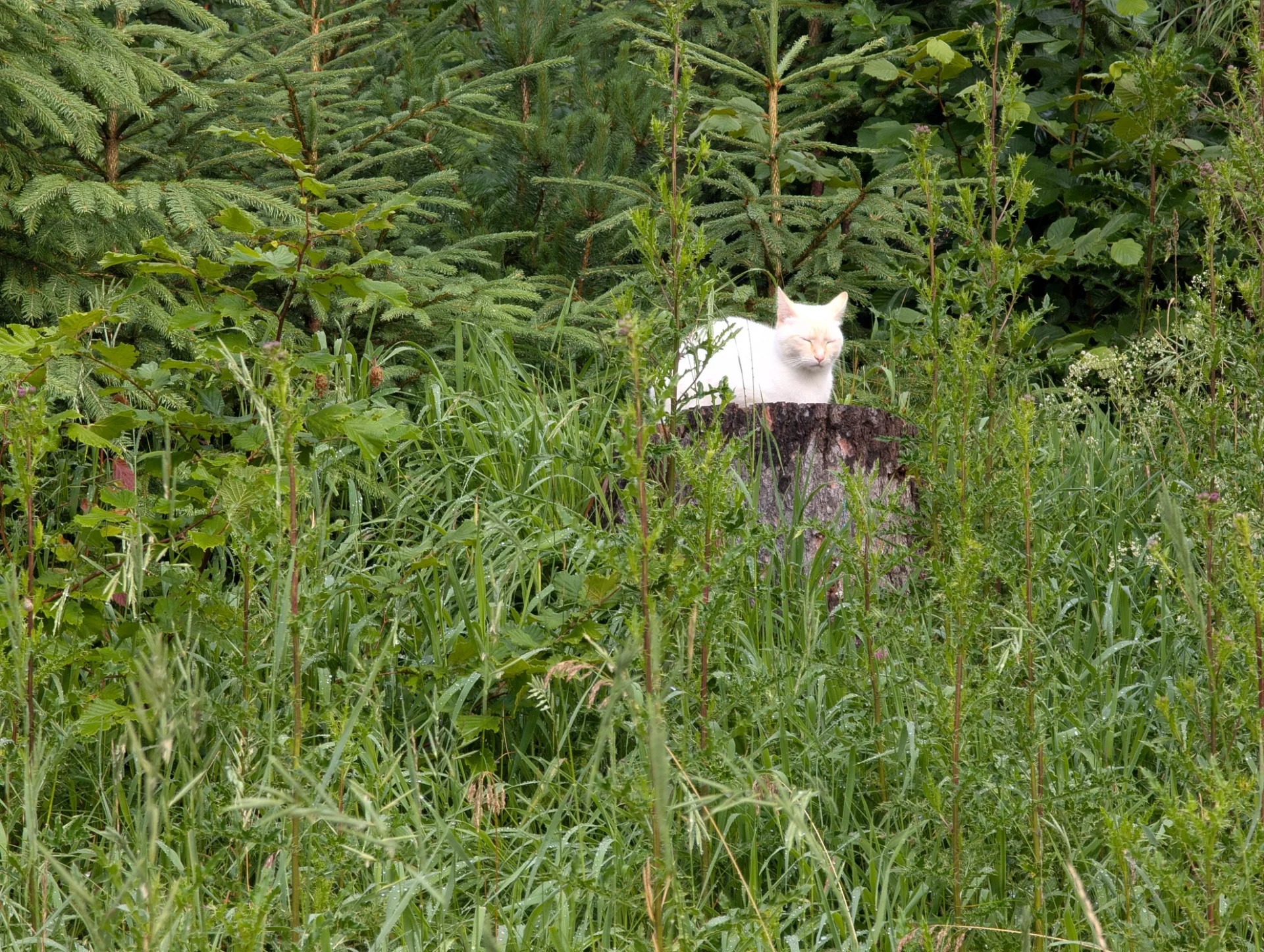 Weiße Katze in Wildkräutern