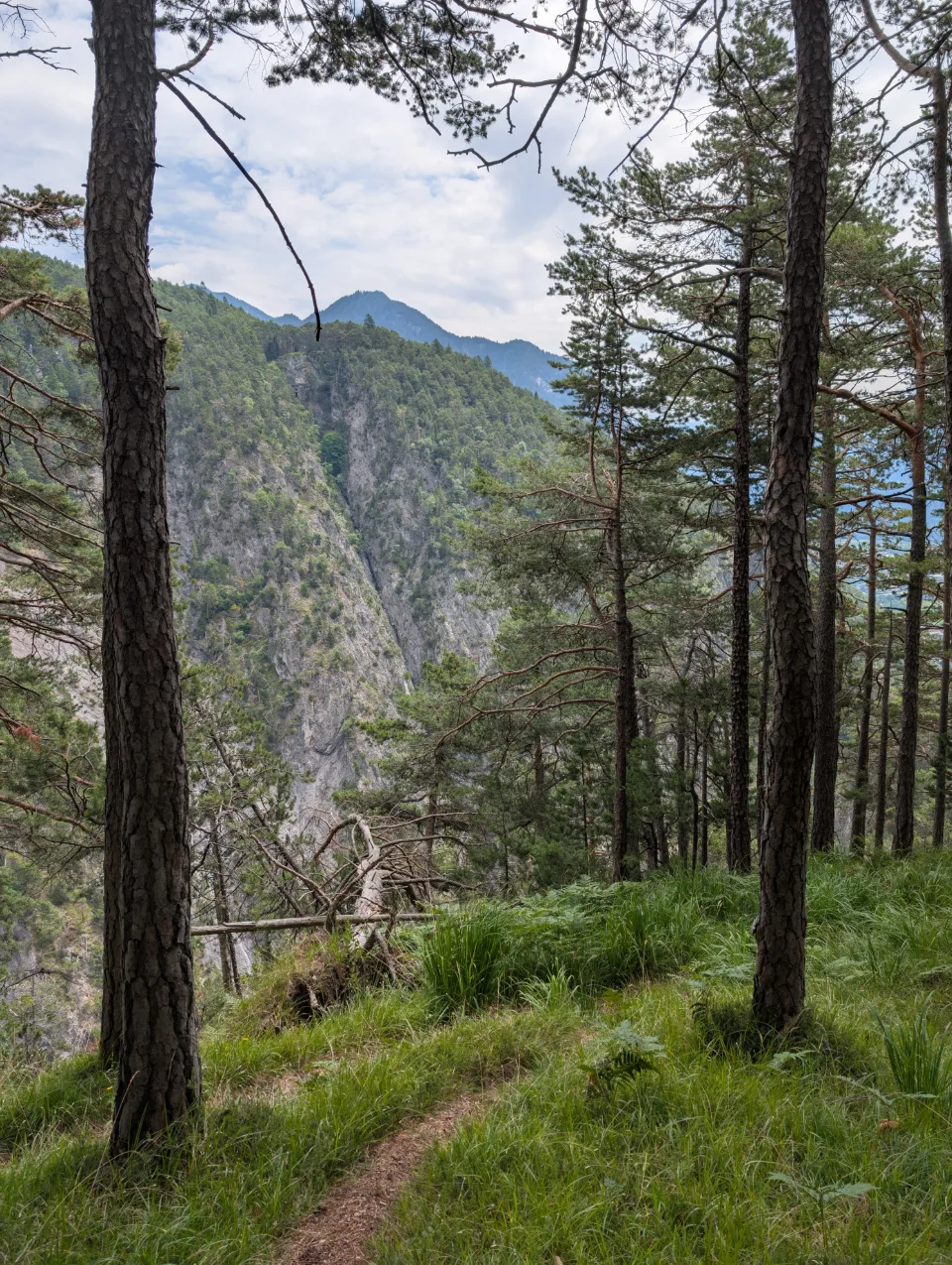 Wandersteig im Pinienwald mit Blick in die Schlucht