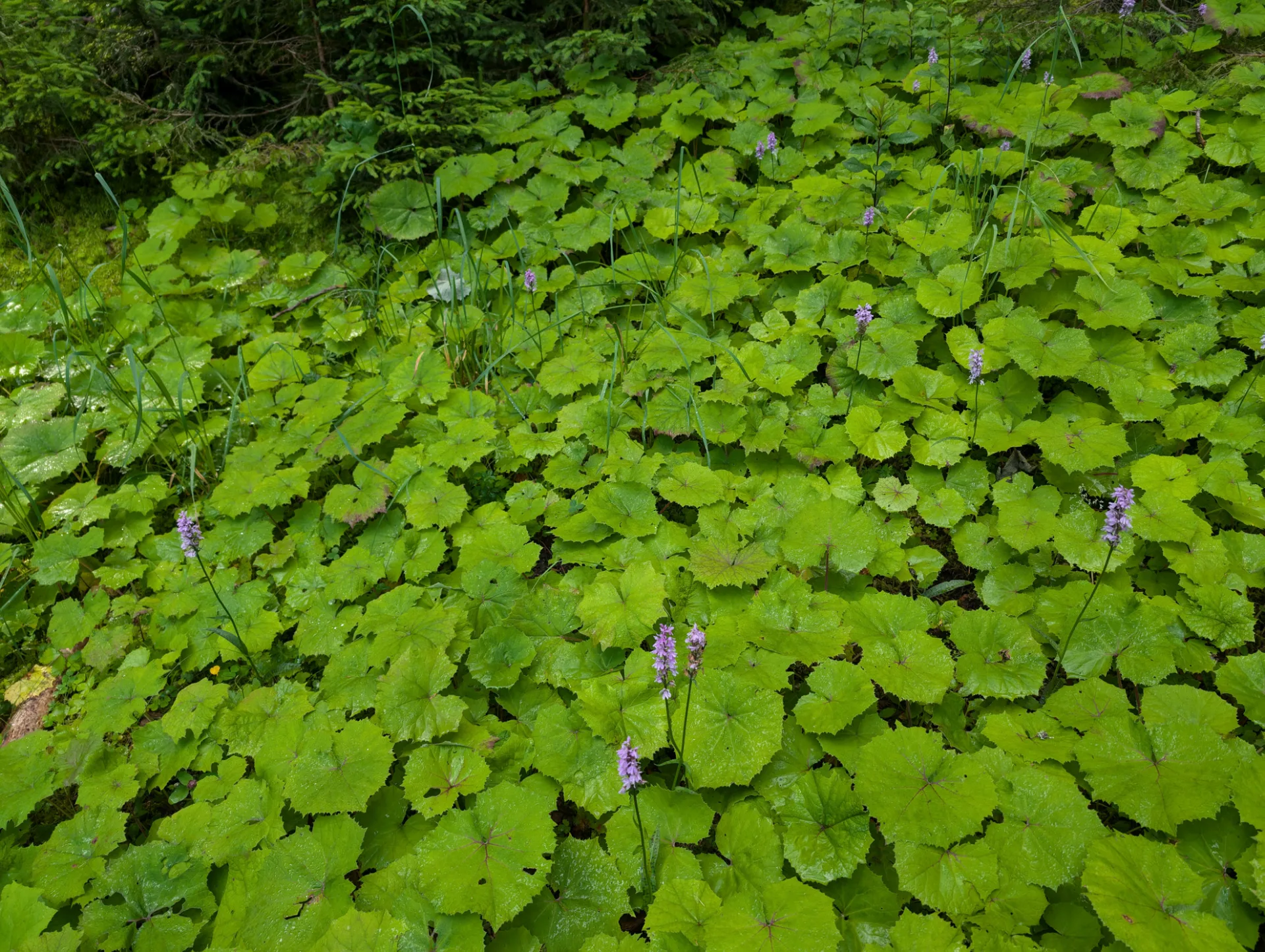 Knabenkraut zwischen Pestwurz-Blättern