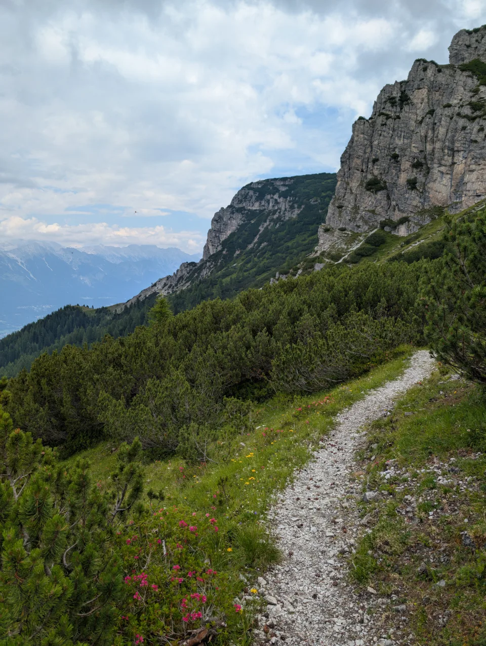 Steig durch Latschen mit Alpenrosen vor Felsmassiv