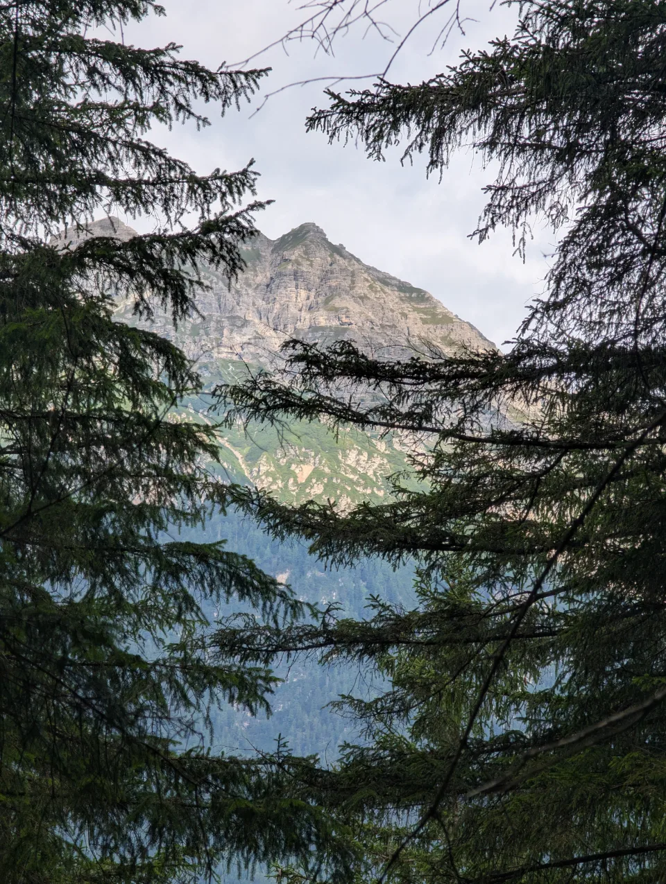 Berggipfel durch Tannenrahmen