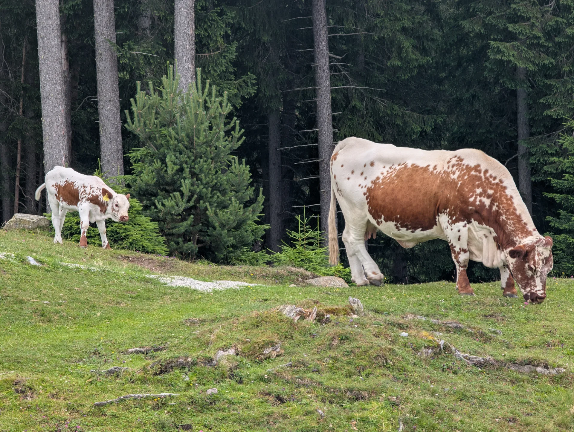 Kuh und Kalb auf der Alm