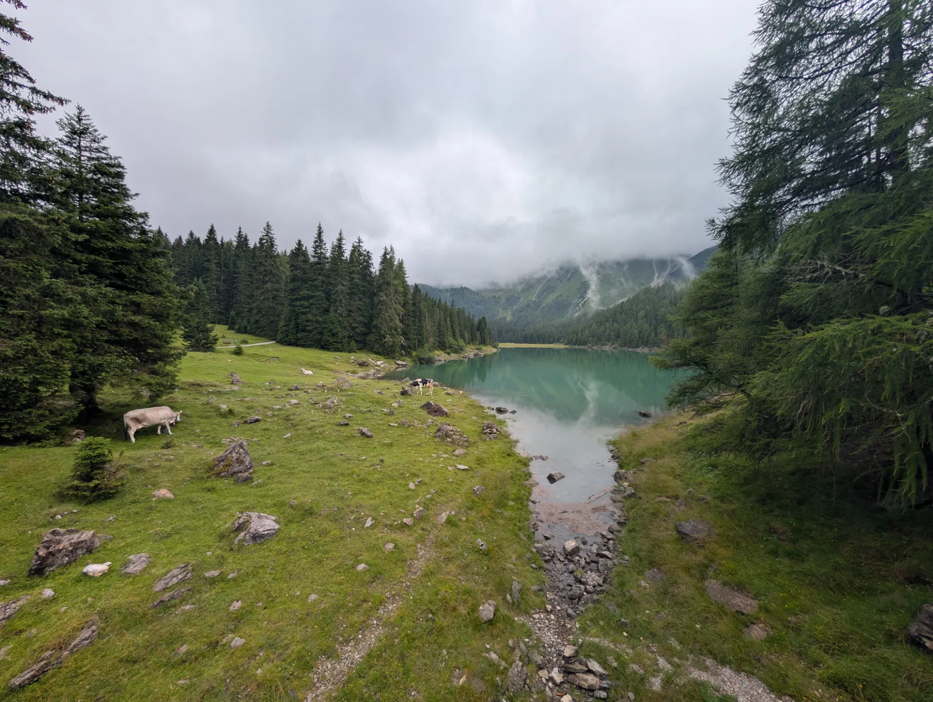 Obernberger See mit Kühen am Ufer