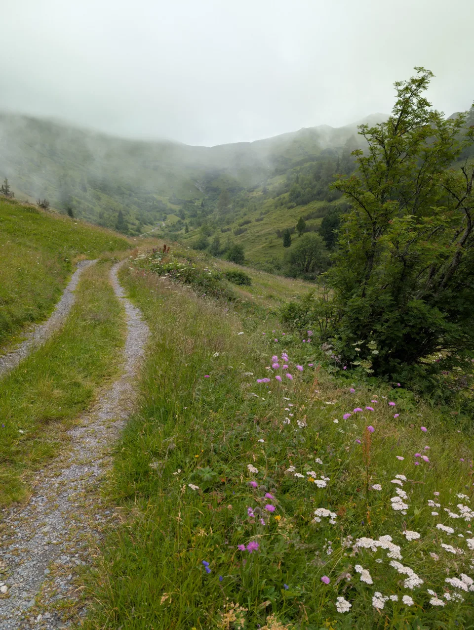 Schmaler Wanderweg durch Wildblumen unter wolkigem Pass