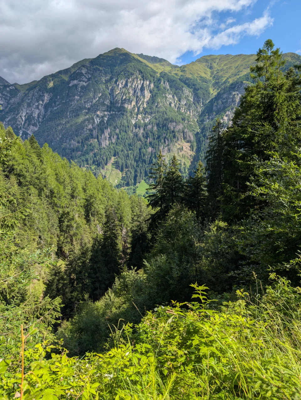 Steilfels-Berghang über Bewaldung
