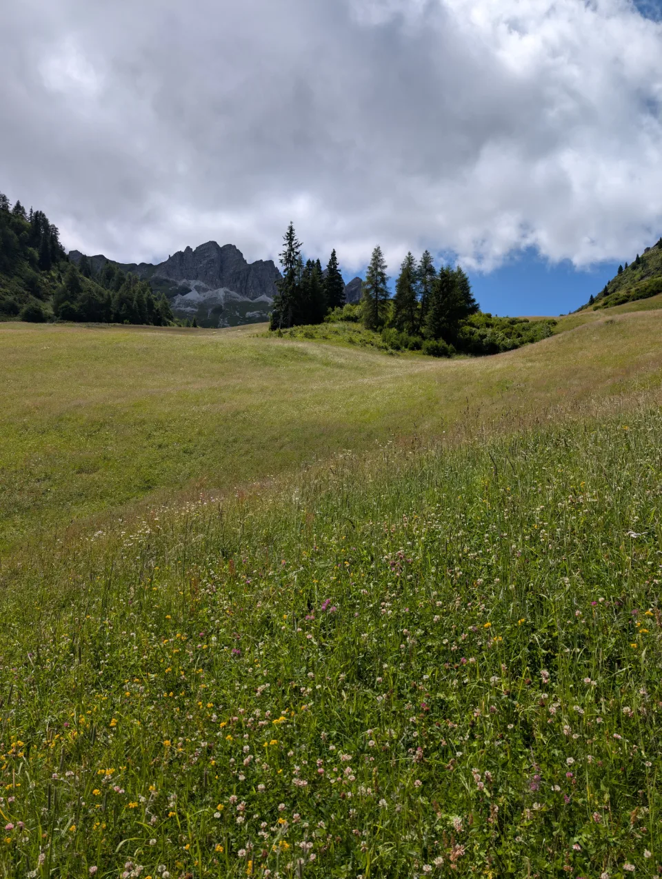Almwiese mit Wildblumen vor Felsmassiv