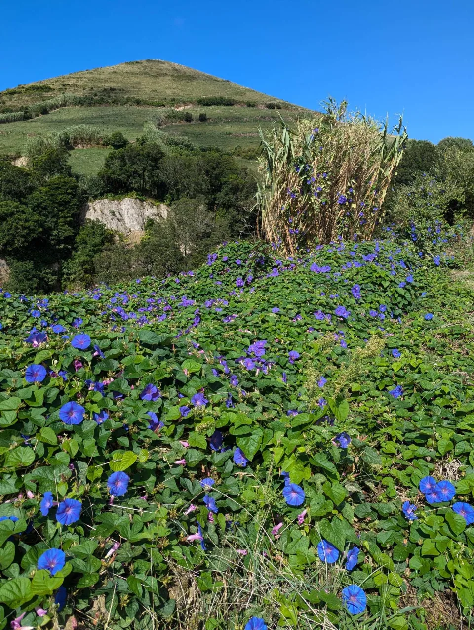 Hang voller blauer Prunkwinden unter einem Vulkankegel