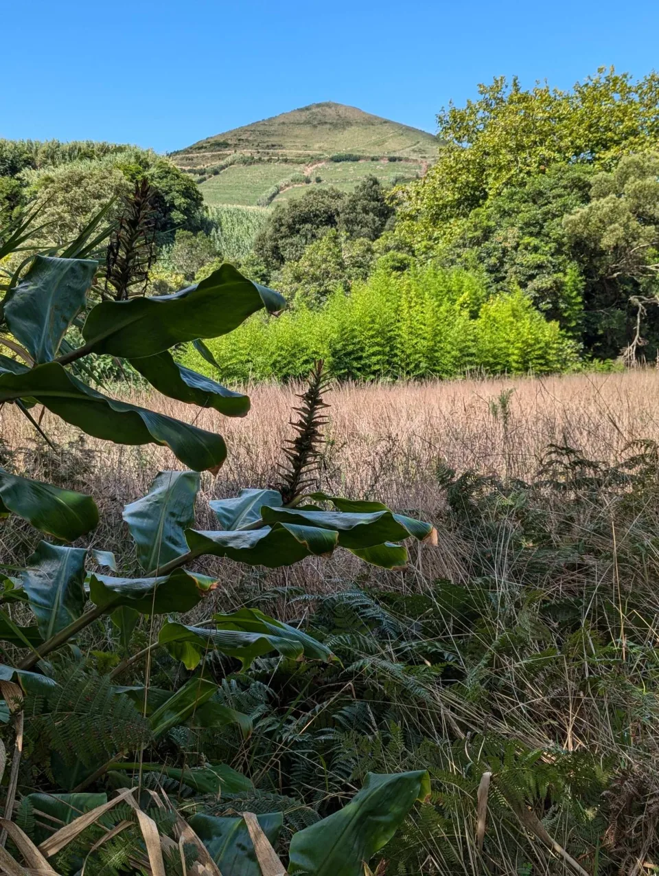 Blick auf den grünen Kegel des Pico do Mafra