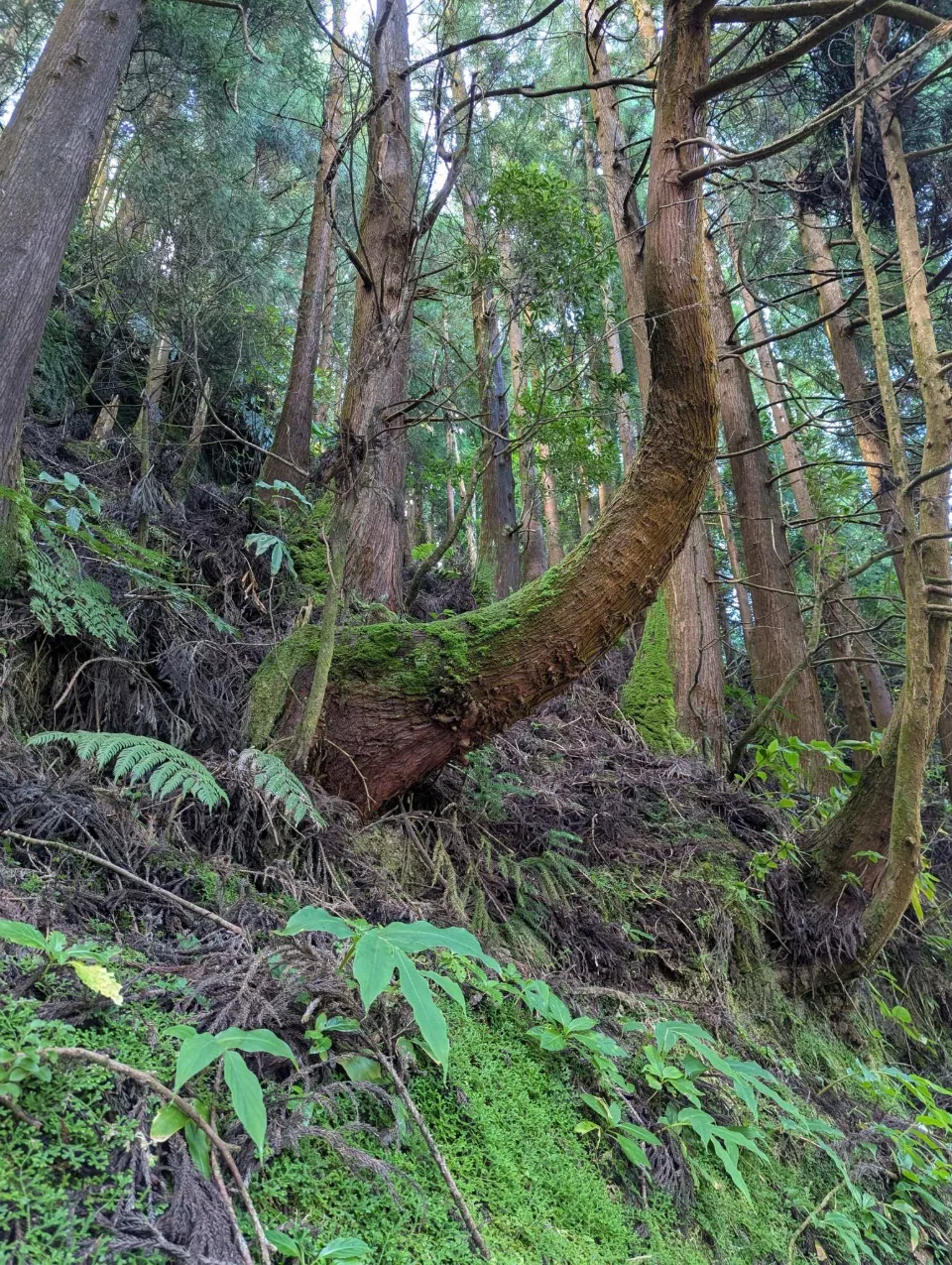 Gekrümmte, bemooste Zeder im dichten Wald