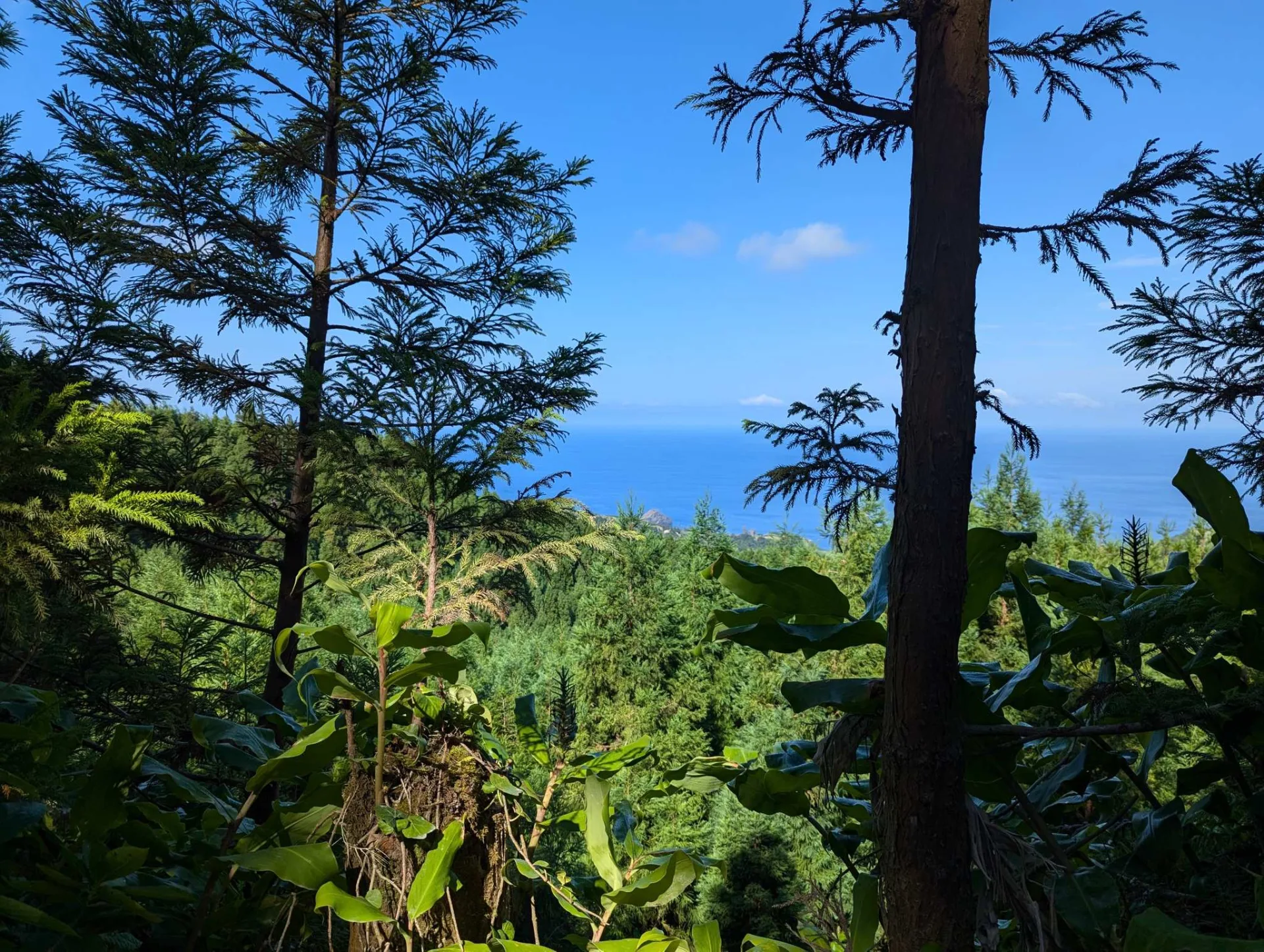 Blick durch Kiefern hinunter zum Atlantik