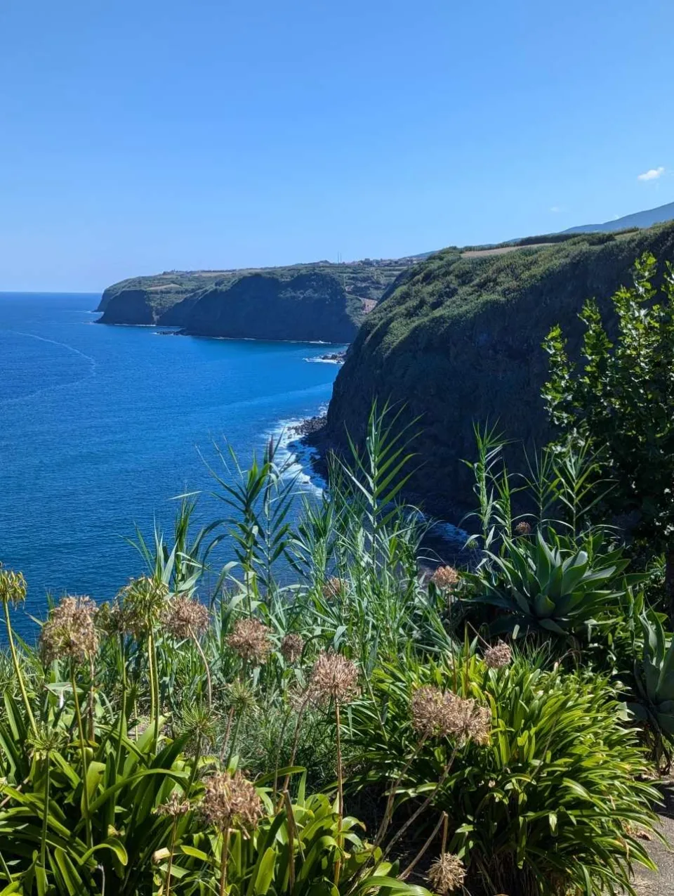 Steilküste und Atlantik, gerahmt von Schmucklilien