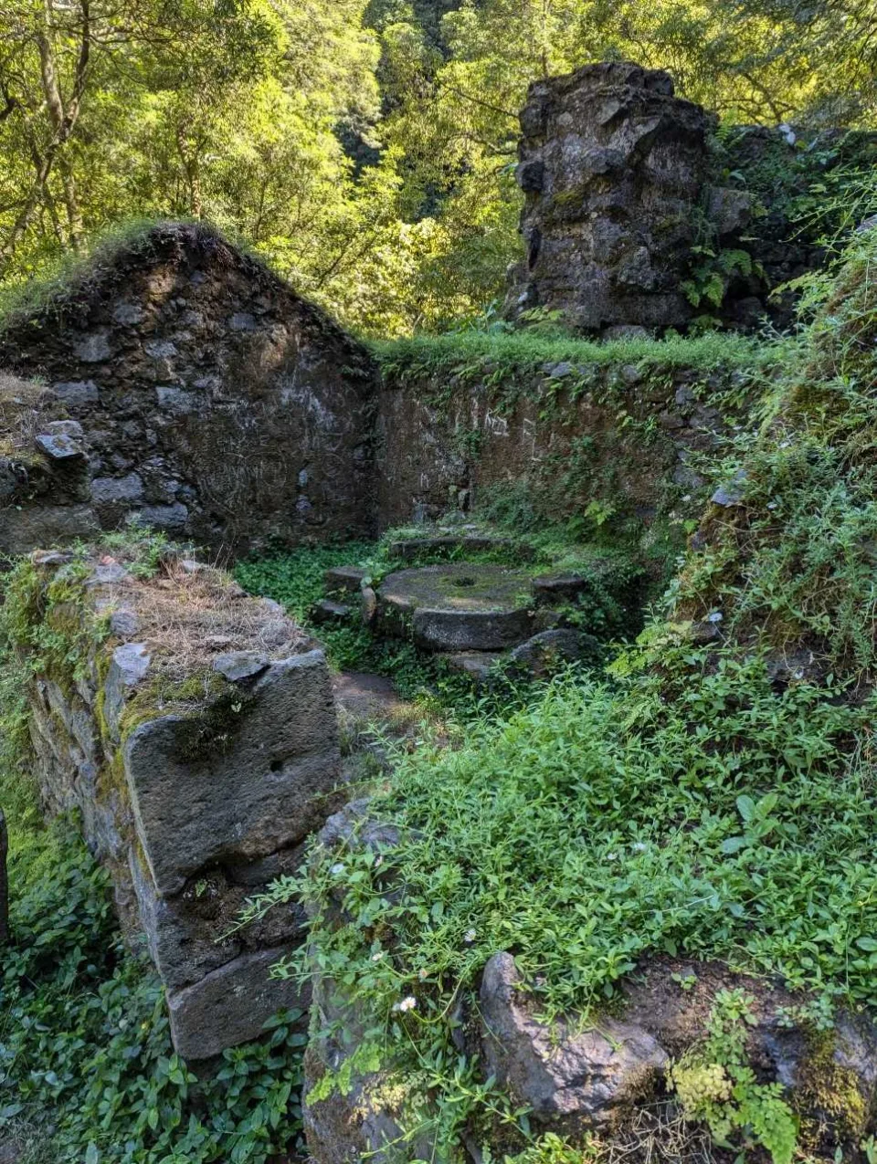 Überwucherte Ruinen der alten Mühle