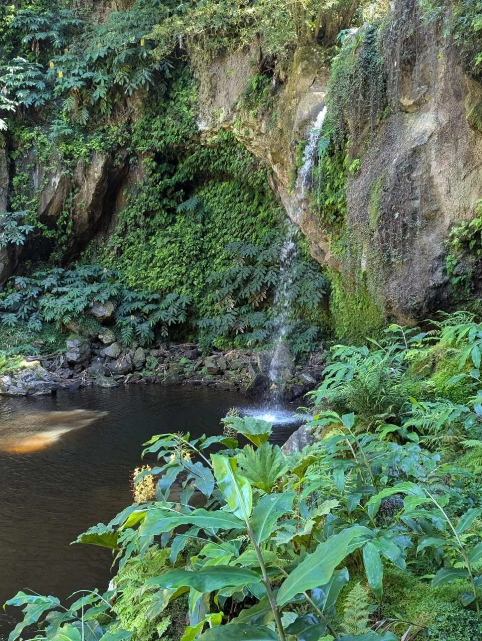 Kleiner Wasserfall in ein Waldbecken