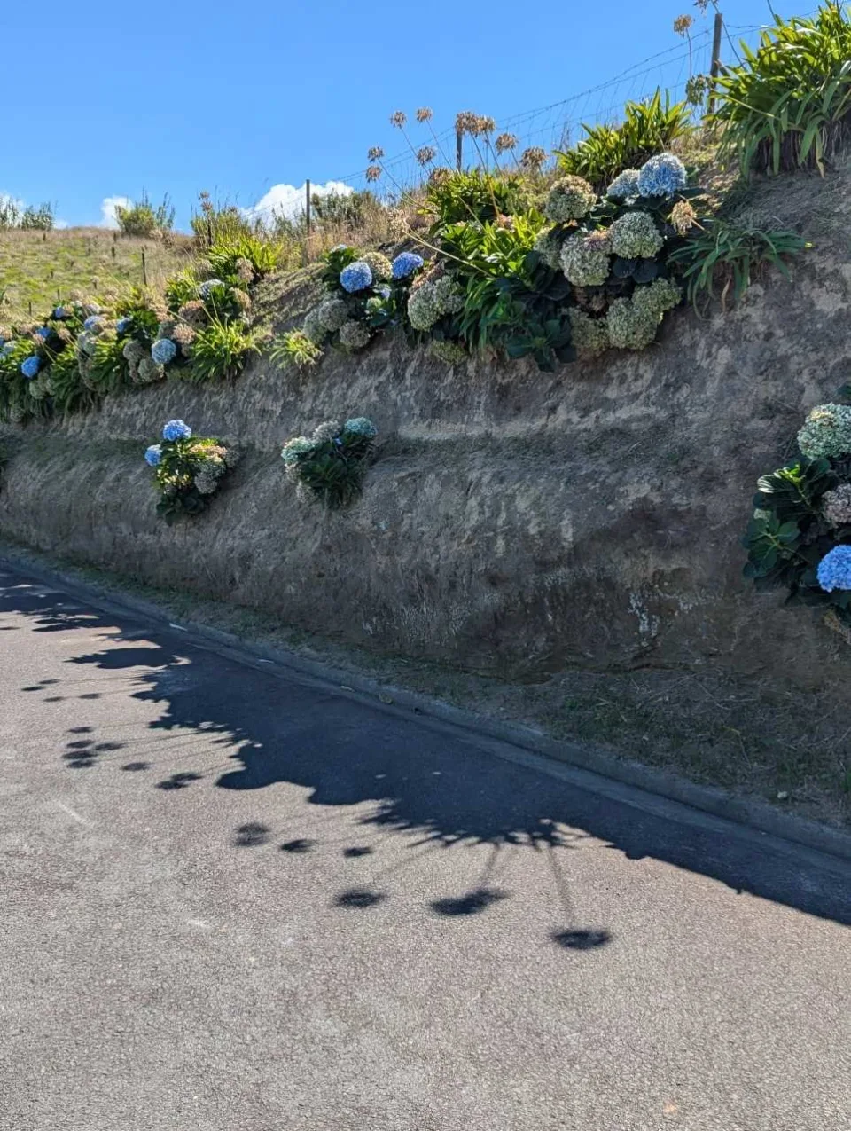 Hortensien am Straßenrand