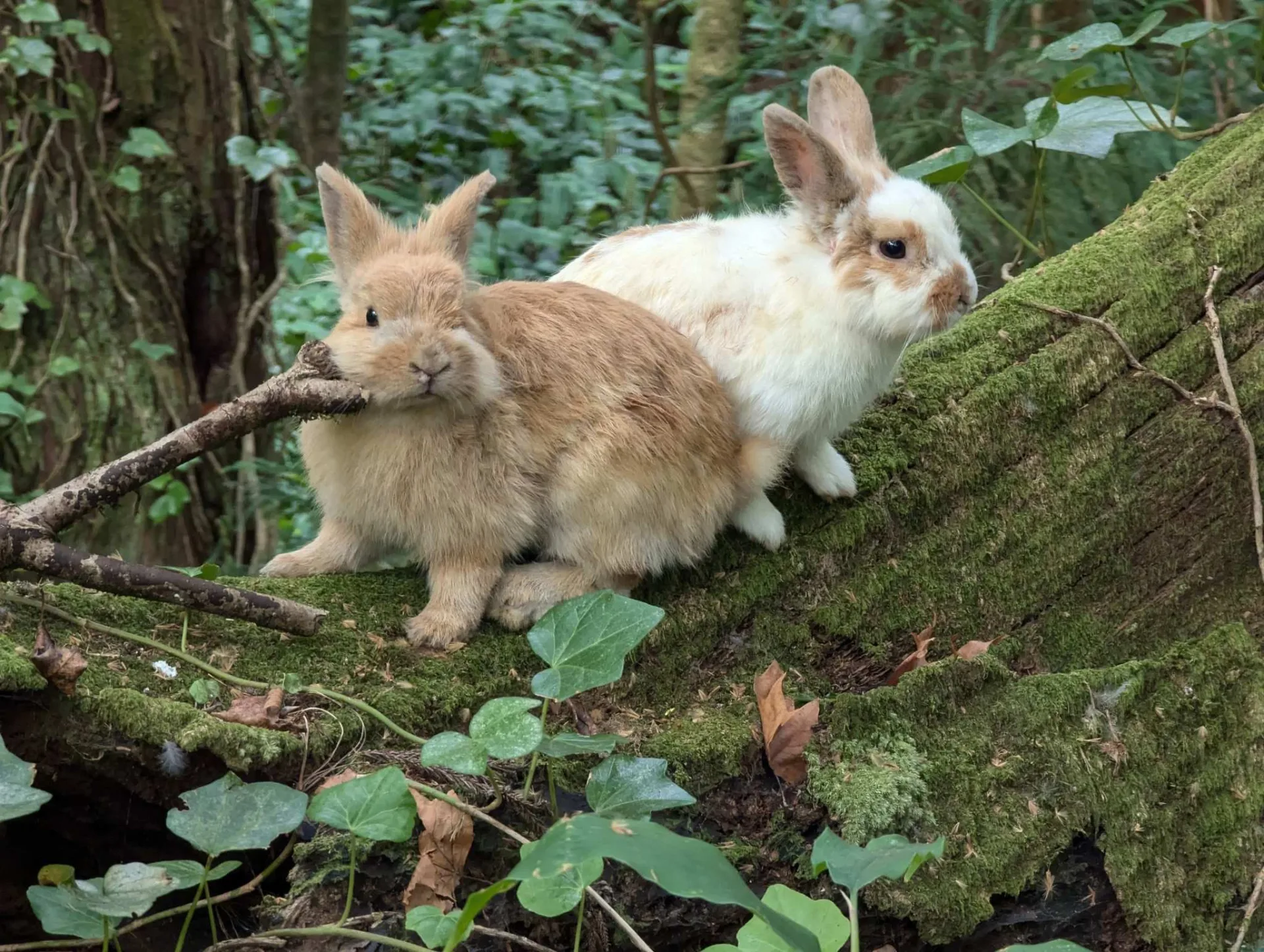 Zwei Kaninchen auf einem bemoosten Stamm
