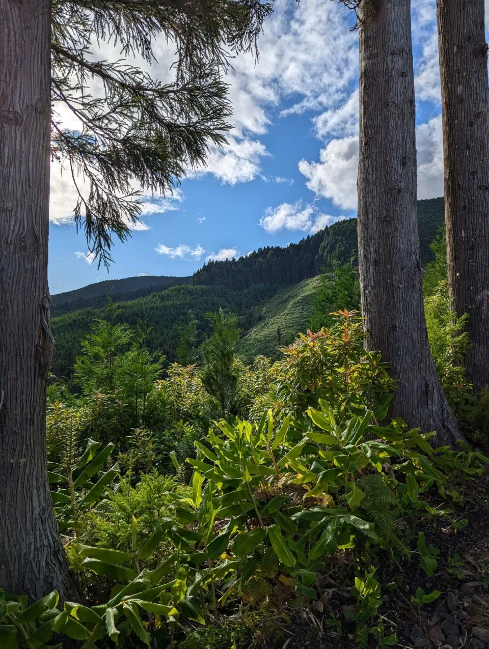 Blick durch Zedern auf die Berge der Tronqueira