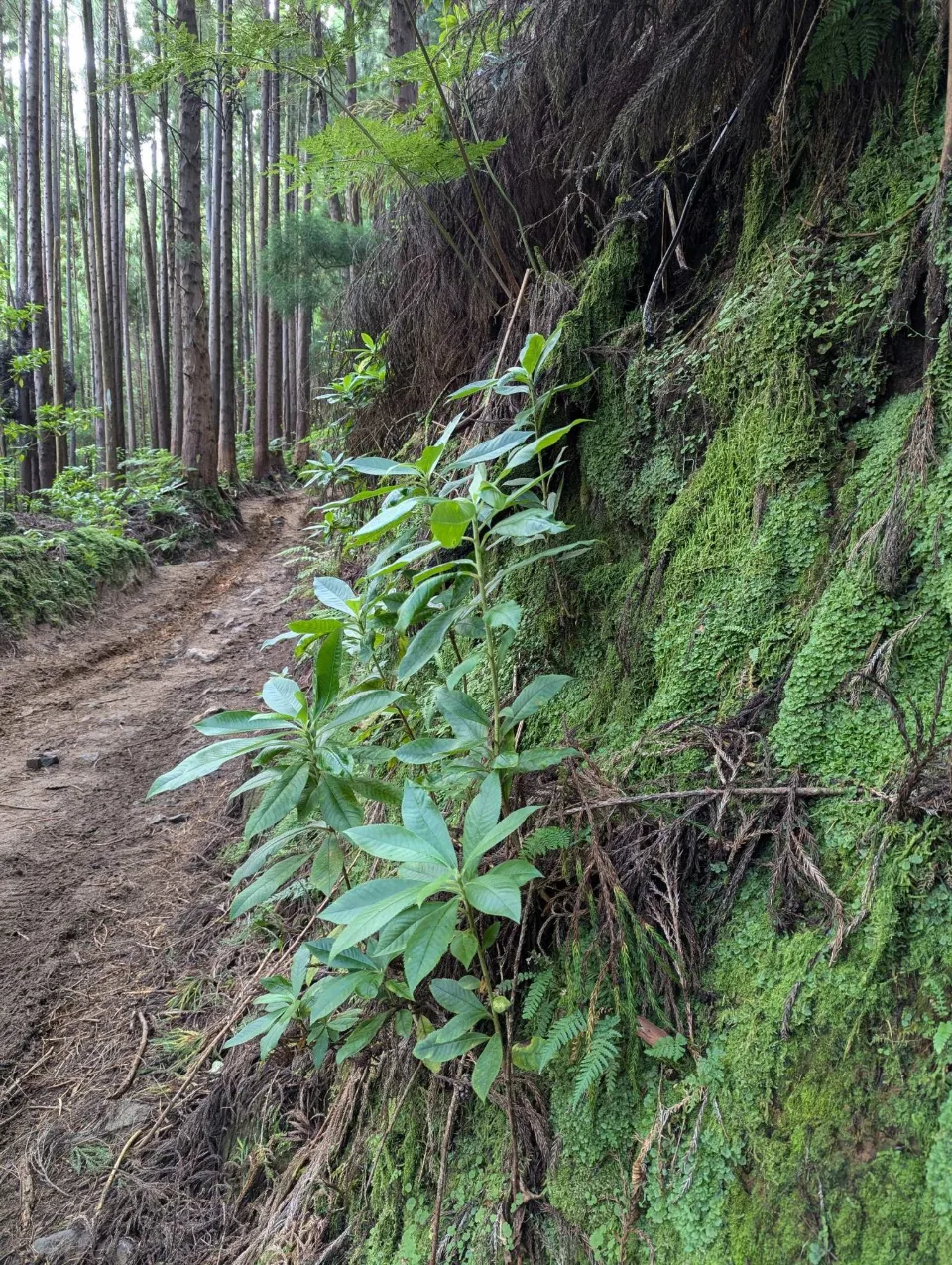 Pfad durch den Zedernwald am Pico da Vara