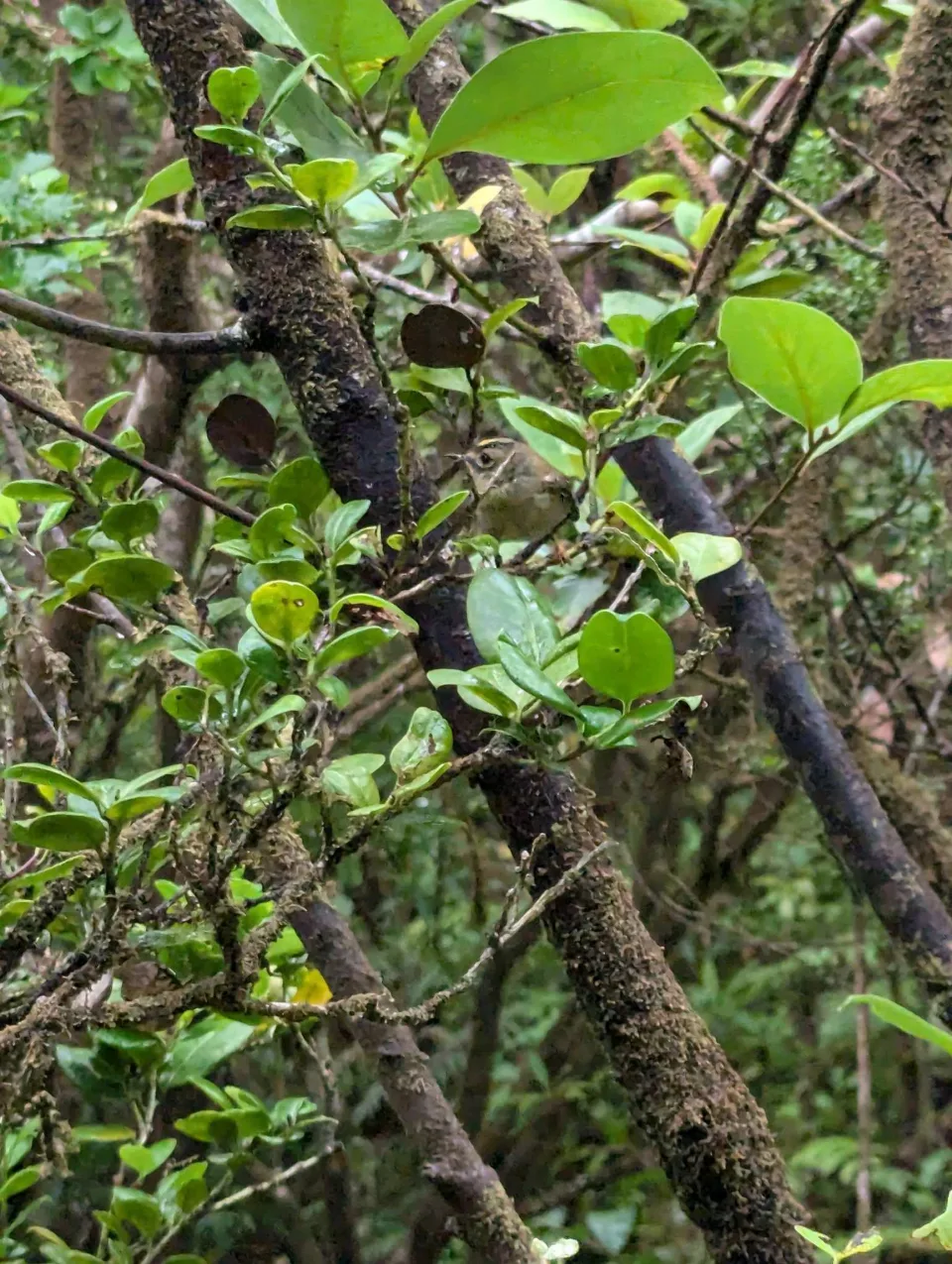 Äste und Blätter im feuchten Nebelwald