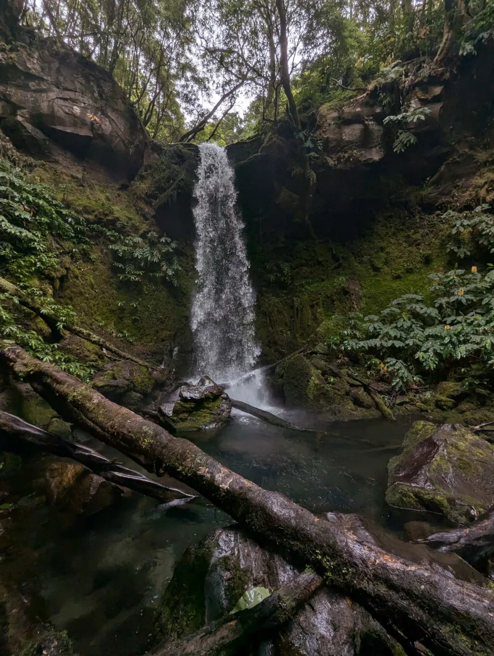 Wasserfall in ein Becken mit umgestürzten Stämmen