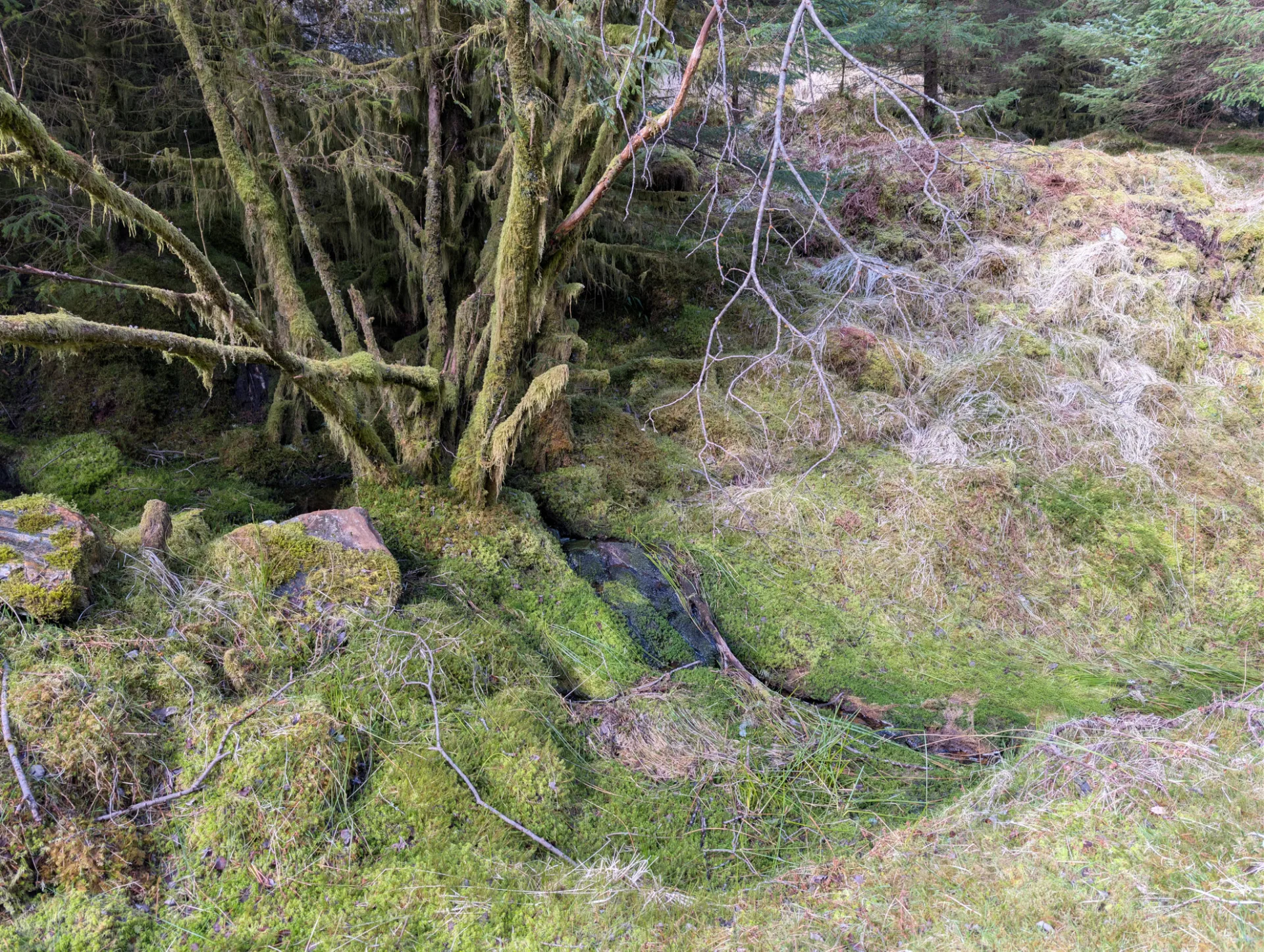 Moos-Garten zwischen umgefallenen Stämmen