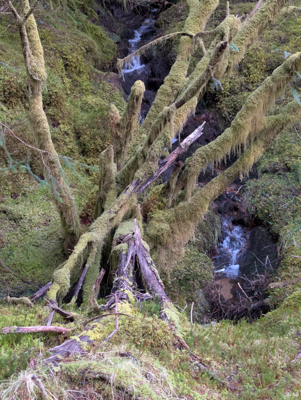Bach durch den moosigen Wald vor A'Chuil
