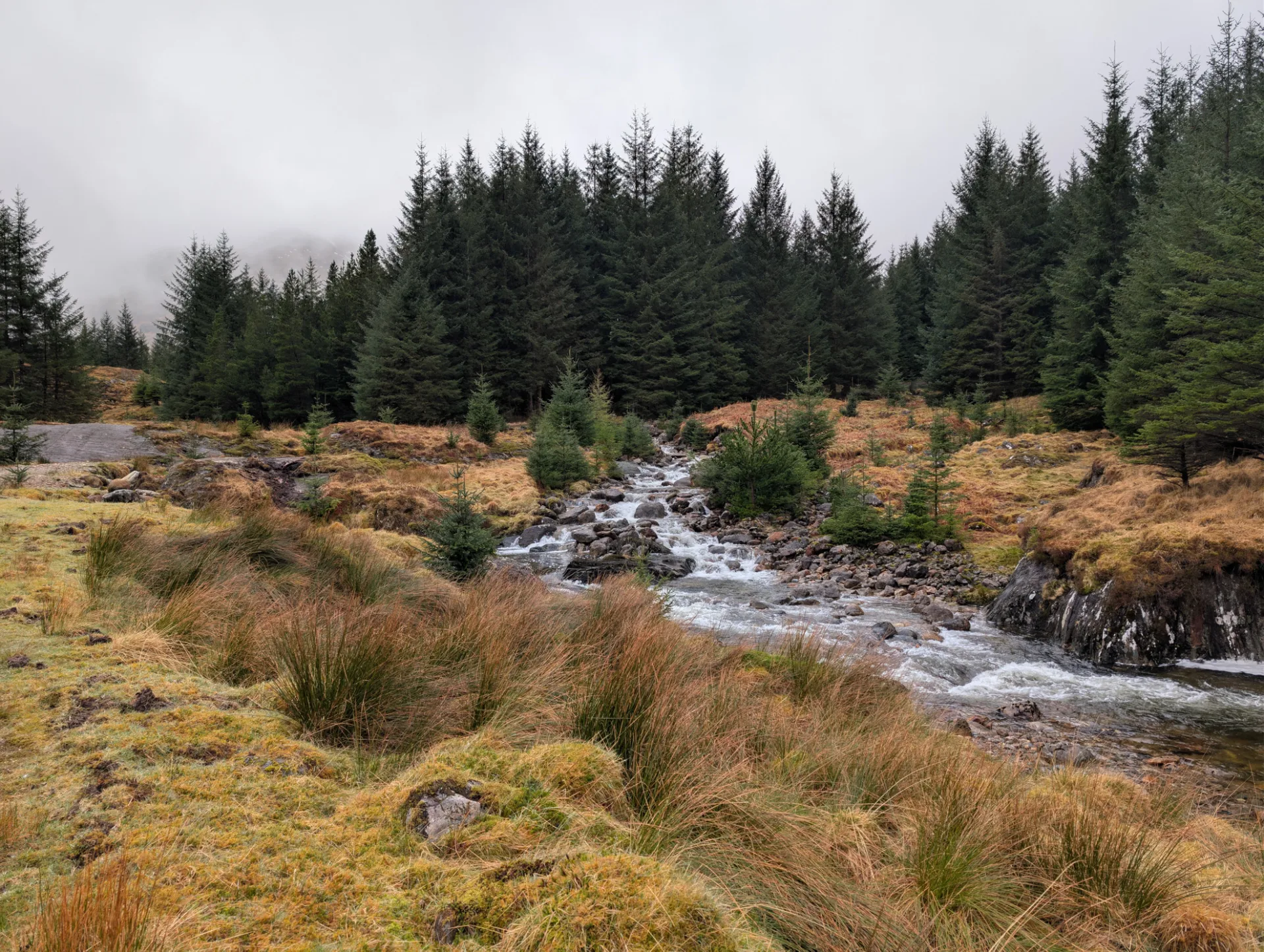 Wilder Bach zwischen den Tannen — Tag 2 beginnt
