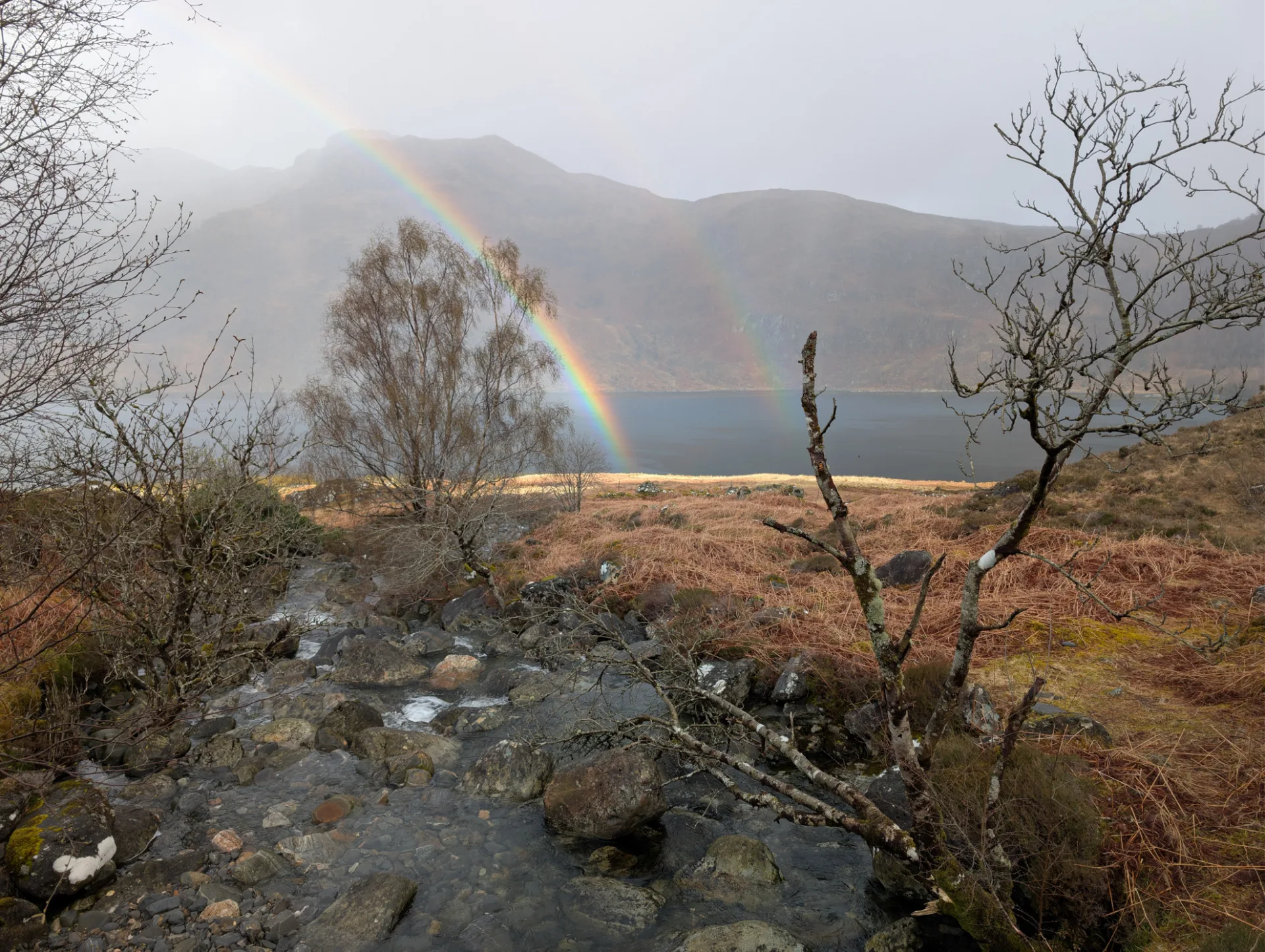 Regenbogen, gerahmt von kahlen Birken