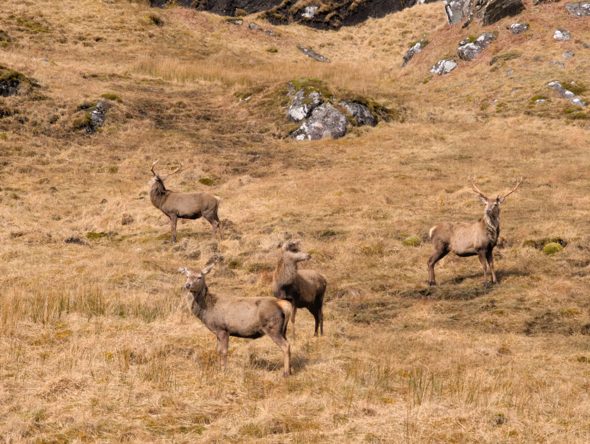 Hirsche im Hochland — Tag 4 endet