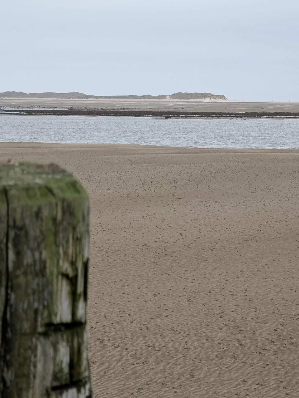 Niedrigwasser vor Utersum: ein bemooster Buhnenpfahl, dahinter Sandbänke bis zum Horizont.