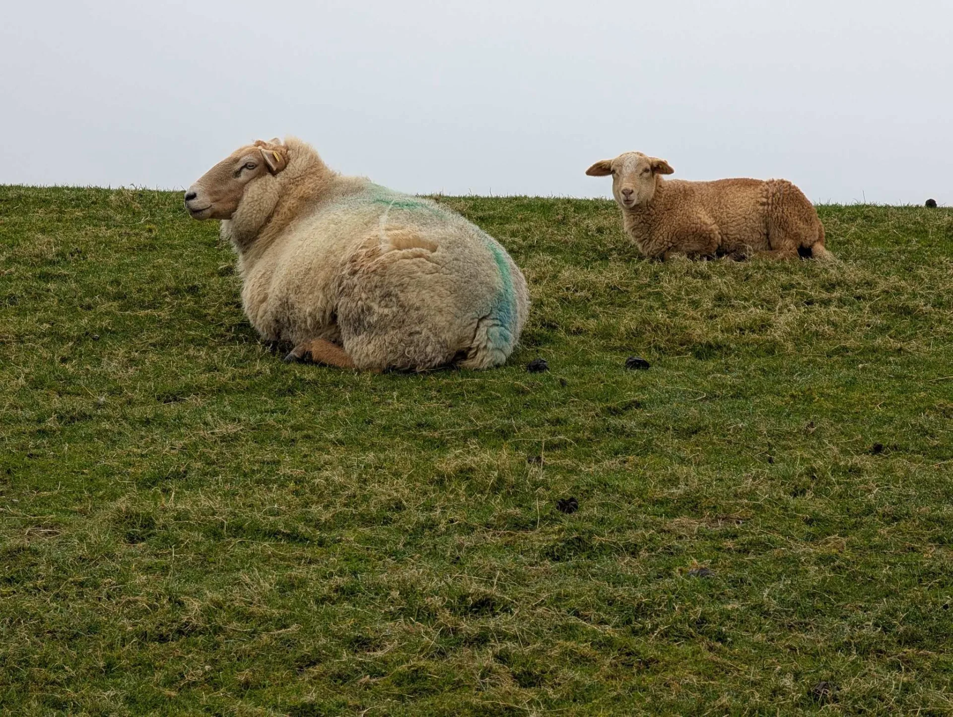 Mutterschaf mit Lamm im Deichgras.