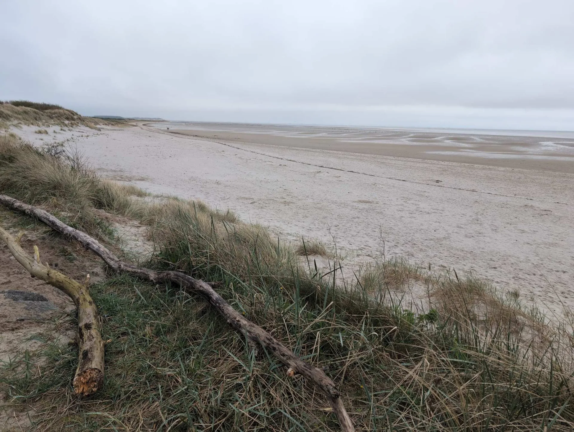 Der lange Weststrand bei Niedrigwasser – Treibholz im Dünengras.