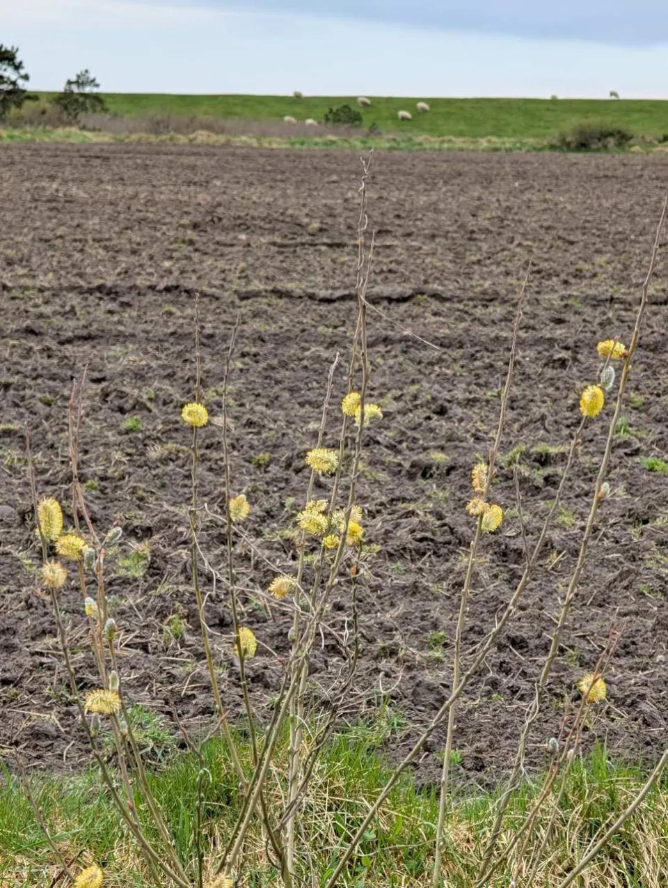 Frühling über der Geest: Salweidenkätzchen vor frisch gepflügtem Acker, am Horizont der Deich mit Schafen.
