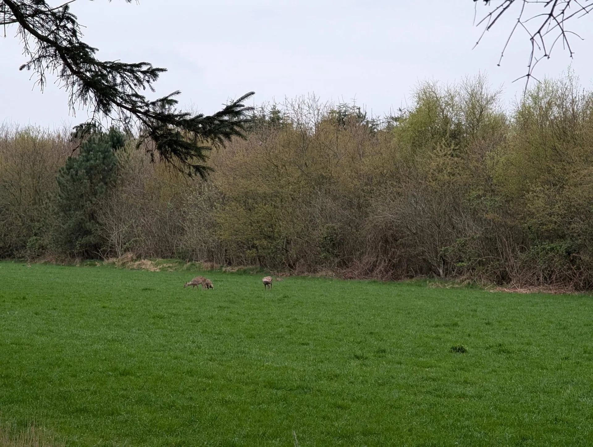 Rehe im Abendlicht am Waldrand.