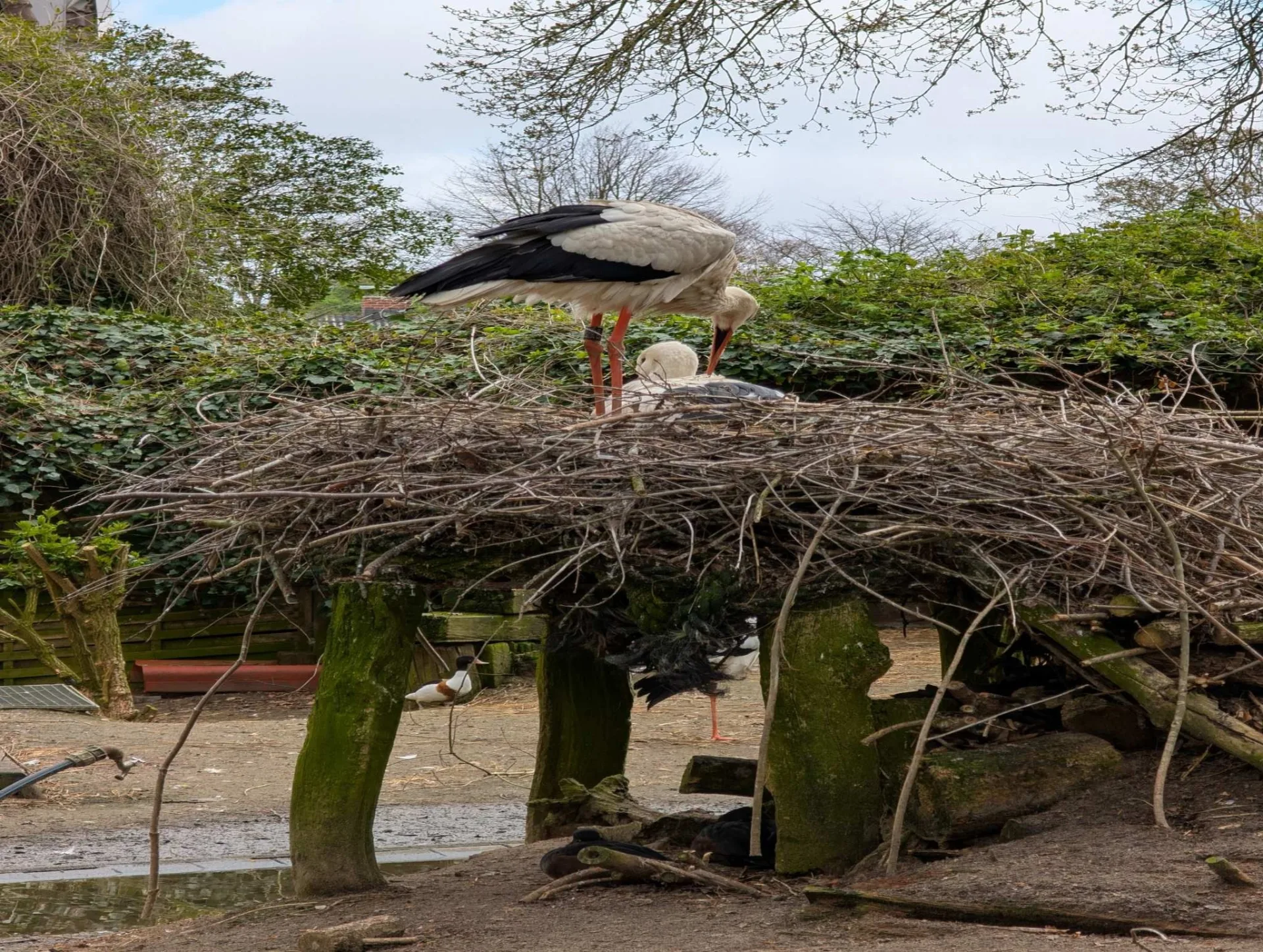 Ein Weißstorch aus der Nähe – auf Föhr ein vertrauter Anblick im Frühjahr.