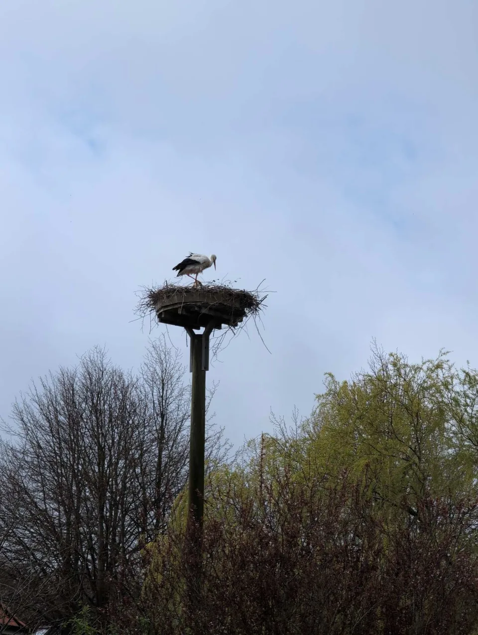 Storchennest auf dem Mast, darunter die ersten grünen Frühlingsbäume.