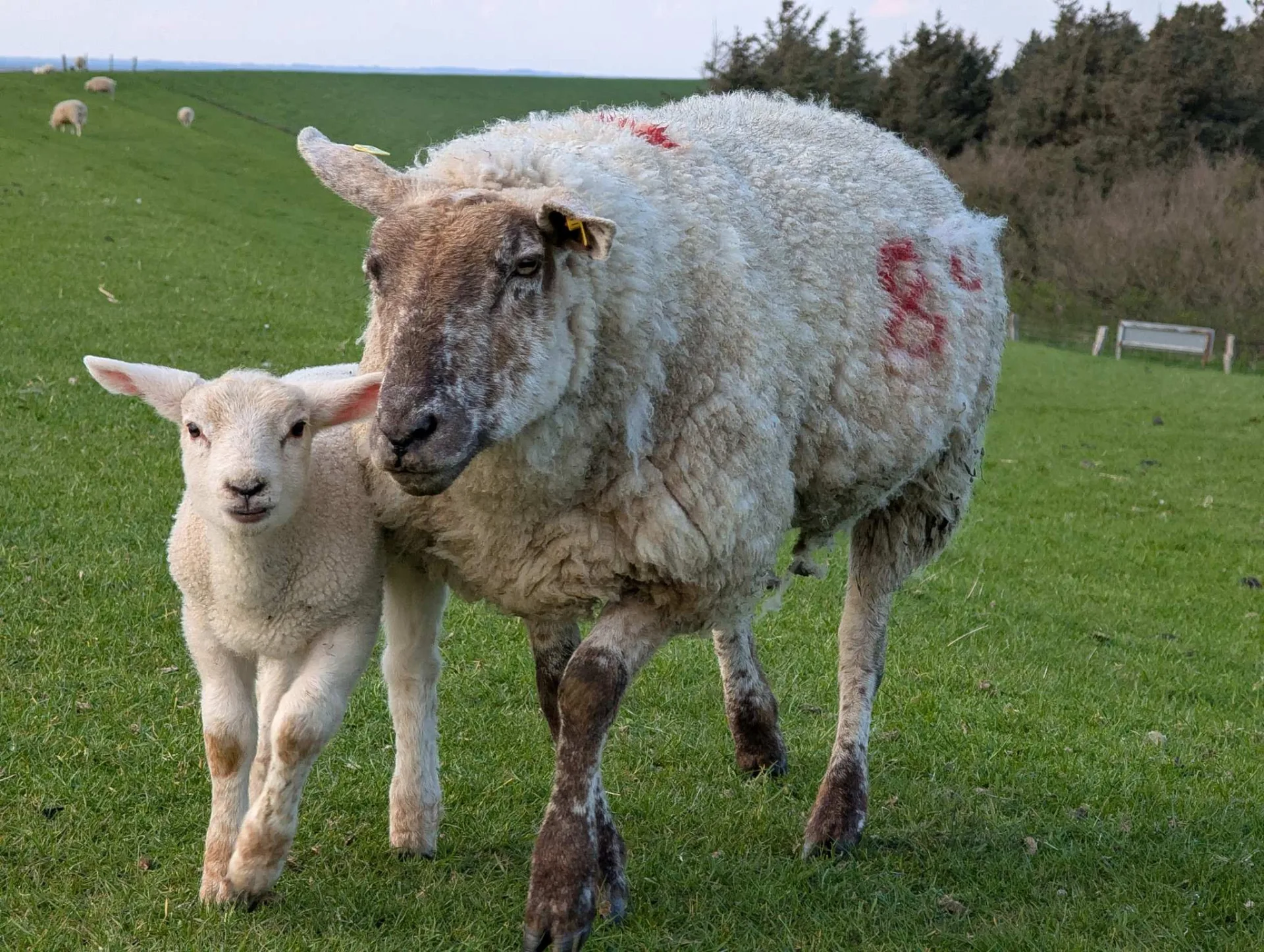 Neugieriges Lamm dicht bei seinem Mutterschaf – Frühling auf dem Deich.