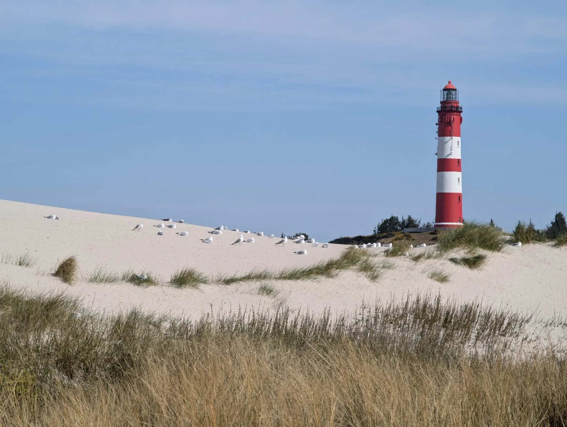 Der Amrumer Leuchtturm über den Dünen am Kniepsand – Möwen inklusive.