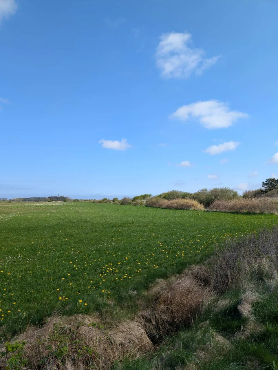 Frühling im Inselinneren: Löwenzahn auf der Wiese, Weidengebüsch am Horizont, Wolken am weiten Himmel.