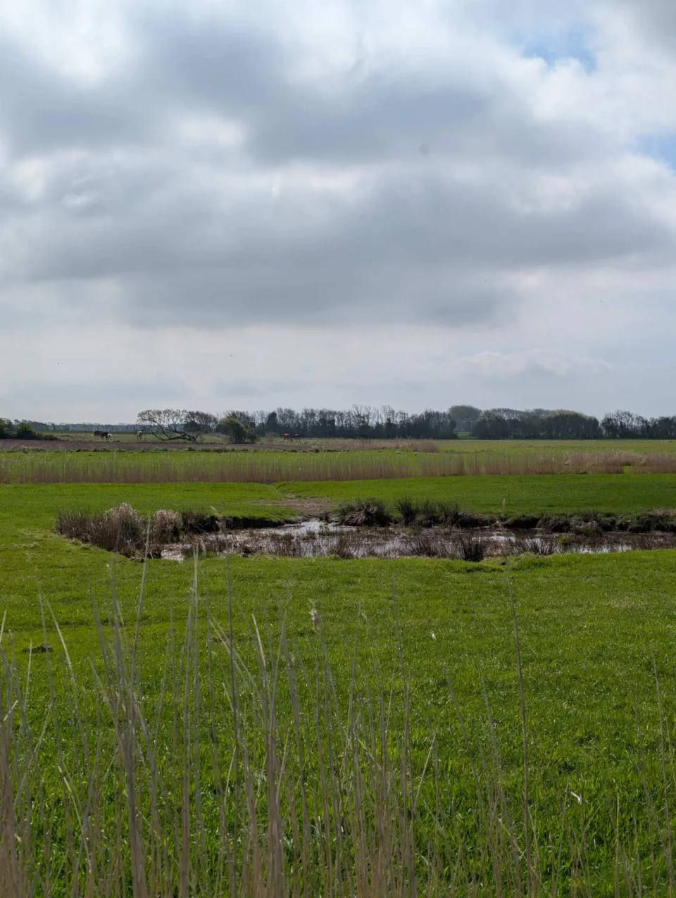 Weite Marschwiesen im Inselwesten, ein kleiner Tümpel.