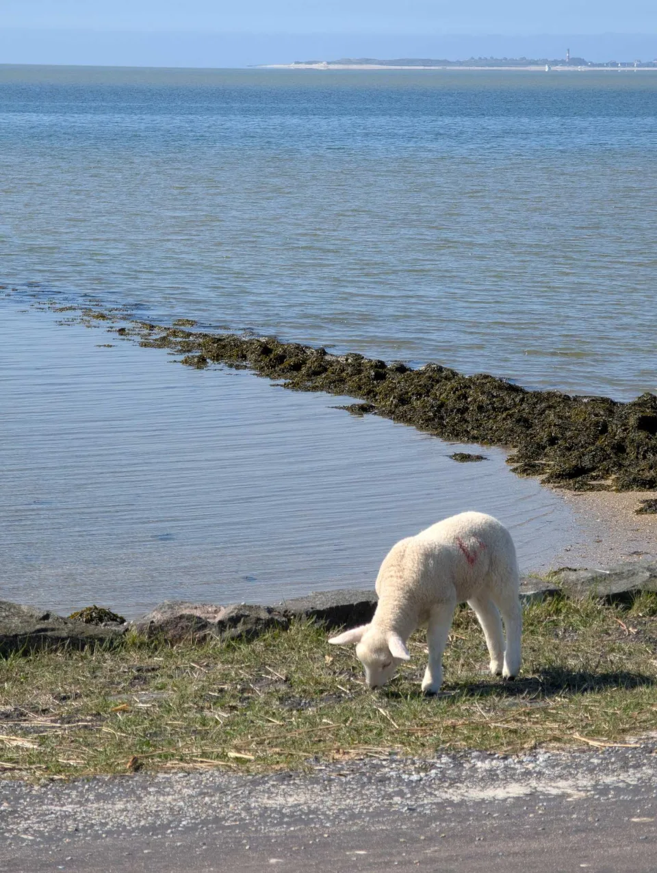 Ein Lamm grast am Wattufer, eine algenbewachsene Buhne reicht ins Wasser, am Horizont Amrum mit seinem Leuchtturm.