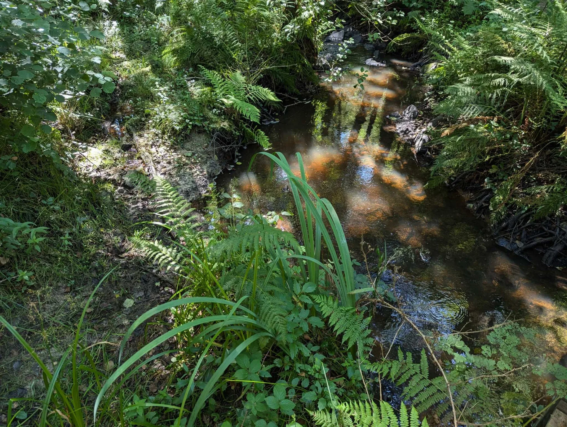 Ein klarer Waldbach mit Farnen am Ufer, der Grund rostbraun vom Eisen im Wasser.