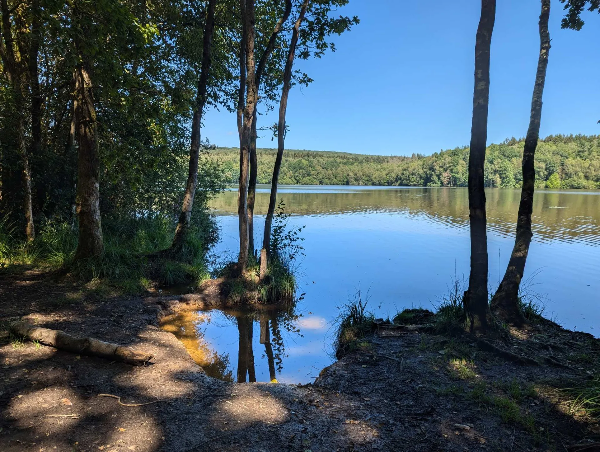 Stille Bucht am Seeufer, Birken rahmen das spiegelglatte Wasser.