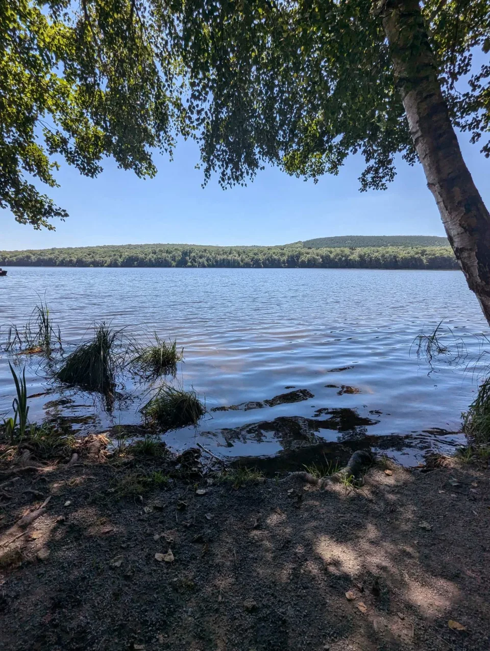 Flache Uferzone unter überhängendem Birkenlaub, Schilf und Wurzeln im klaren Wasser.
