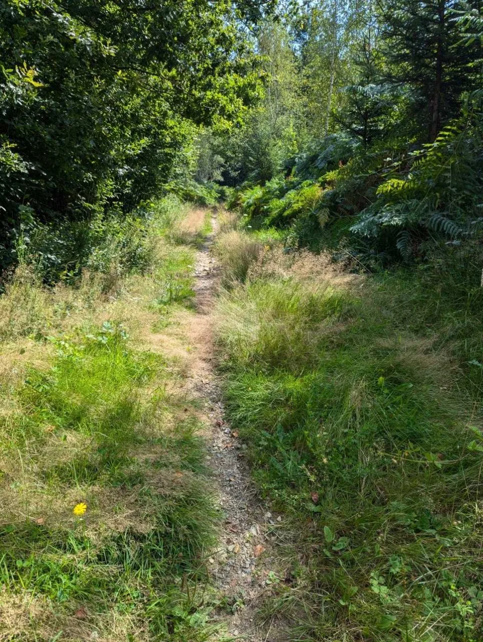 Schmaler Pfad durch hohes Gras und Farn am Waldrand.