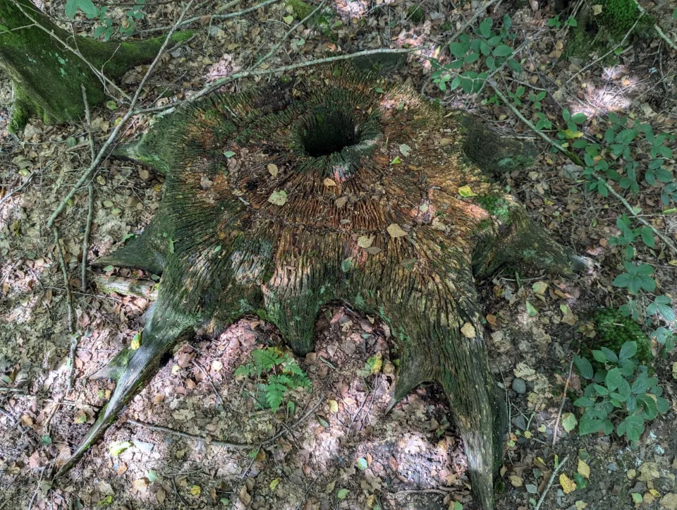 Ein alter, ausgehöhlter Baumstumpf am Wegrand, vom Moder zerfasert.