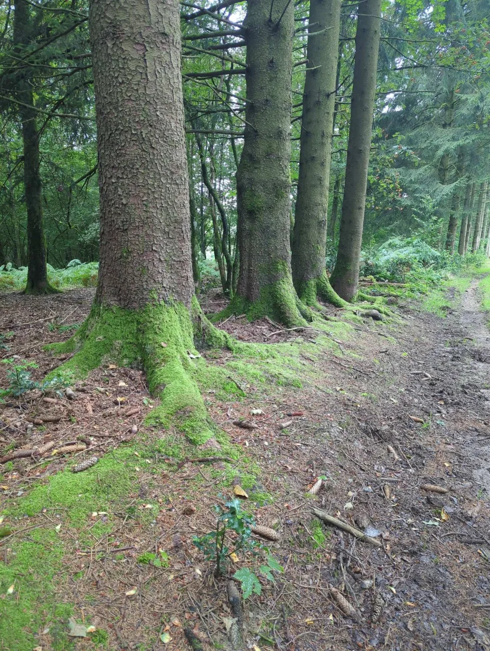 Bemooste Fichtenstämme im dunklen Forst, der Boden noch feucht vom Regen.