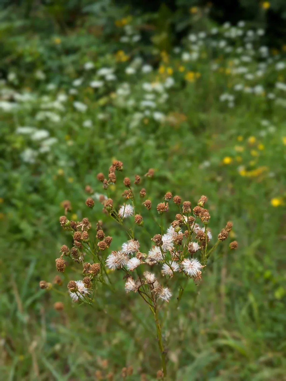 Verblühtes im feuchten Wiesengras – der Sommer setzt schon Samen an.
