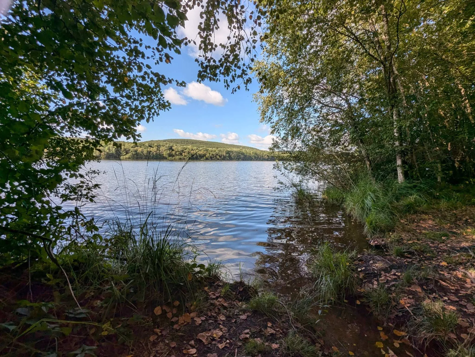 Birken rahmen den sonnigen See, ein leichter Wind kräuselt das Wasser.