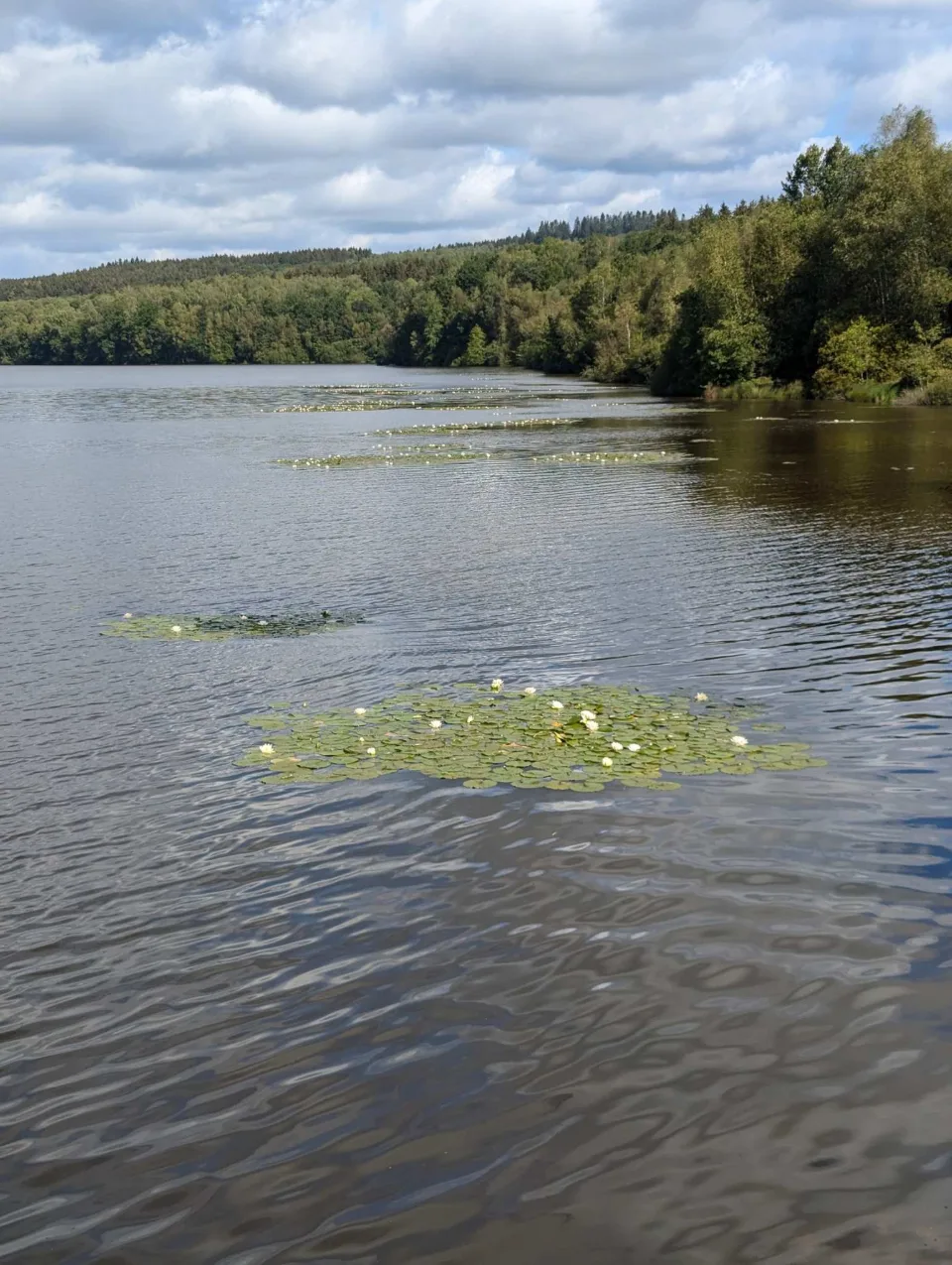Seerosen treiben in einer ruhigen Bucht, weiße Blüten zwischen den Blättern.